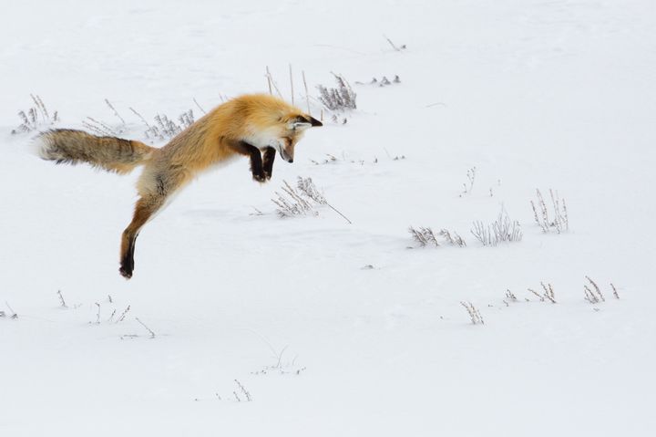 Лиса прыгает в снег