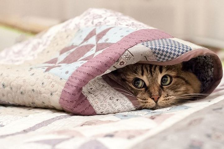 Кот в одеялах