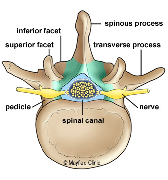 Figure 5  Illustration of the vertebral arch