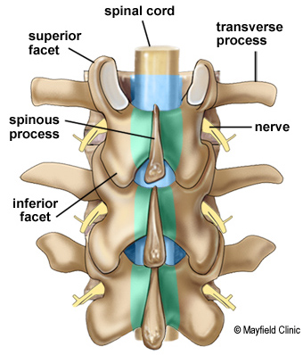 Figure 5a Illustration of 3 vertabrae with spinal nerves