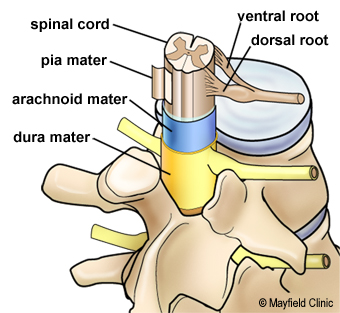 Figure 8, Illustration - The ventral and dorsal roots join to form the spinal nerve.