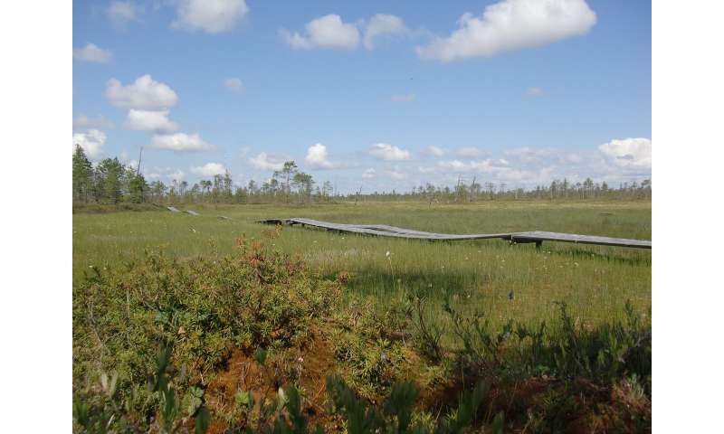 Peat bogs defy the laws of biodiversity