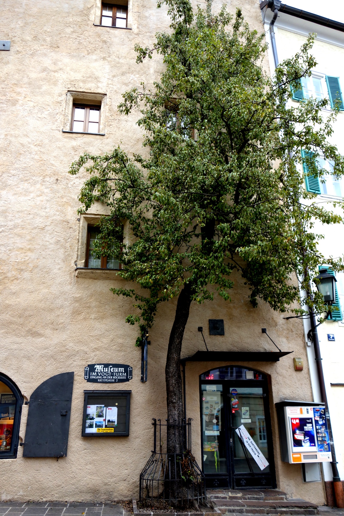 Плоское дерево в Цель-ам-Зе Австрии